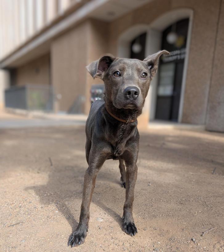 Bo-Katan 4076, a Adoptable mixed breed image 1/2