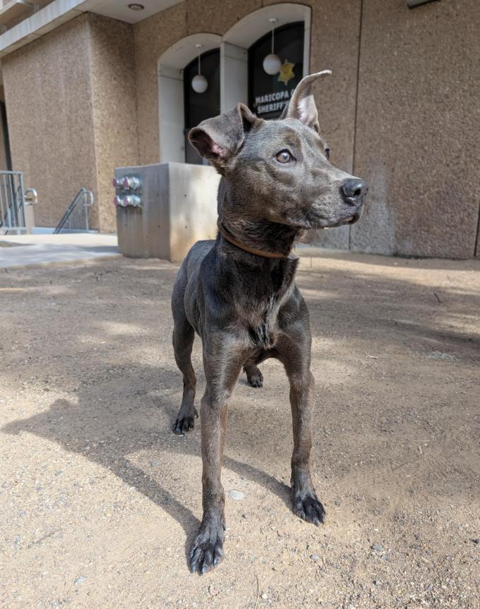 Bo-Katan 4076, a Adoptable mixed breed image 2/2