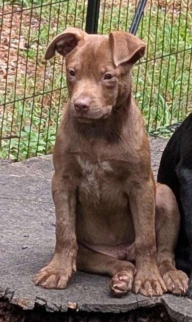 Otto, Adoptable, Puppy Male Border Collie & Australian Shepherd.