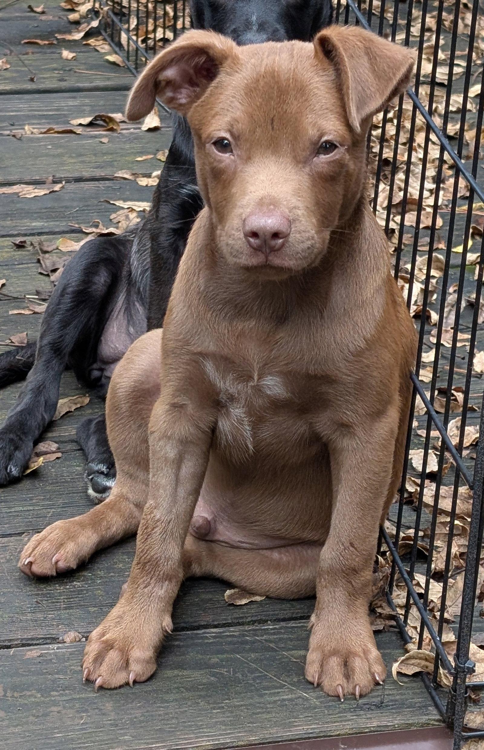 Enlarge Otto, a Adoptable mixed breed in West Des Moines, IA image 2/2