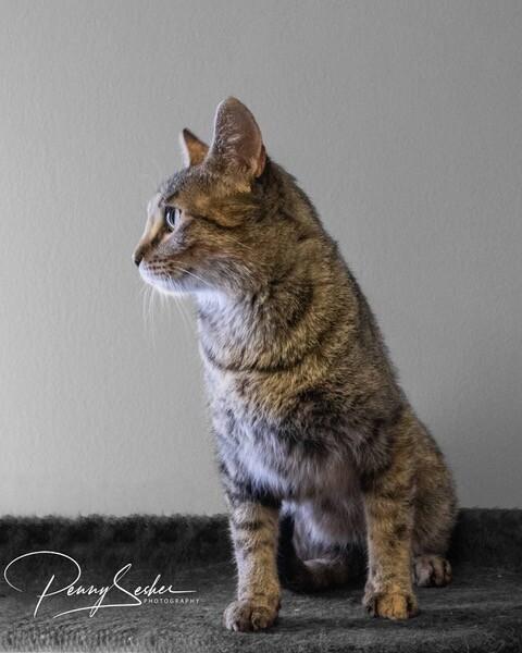 Tilly, a Adoptable Domestic Short Hair in Belton, MO image 2/3