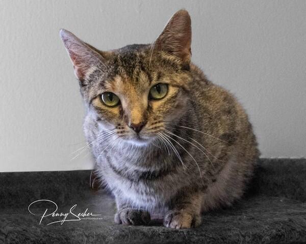 Tilly, a Adoptable Domestic Short Hair in Belton, MO image 3/3