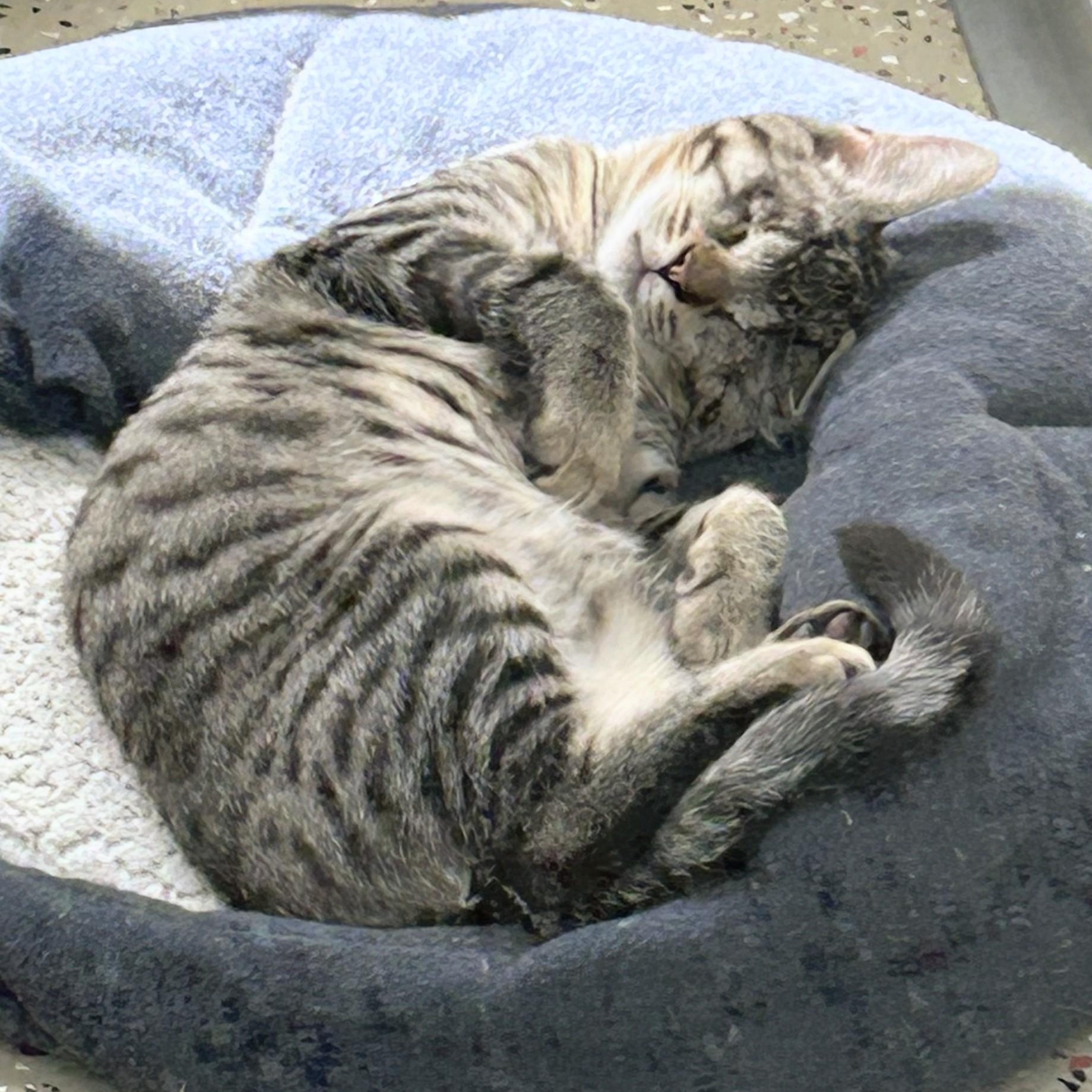 Bullseye, adopted, Young Male Domestic Short Hair.