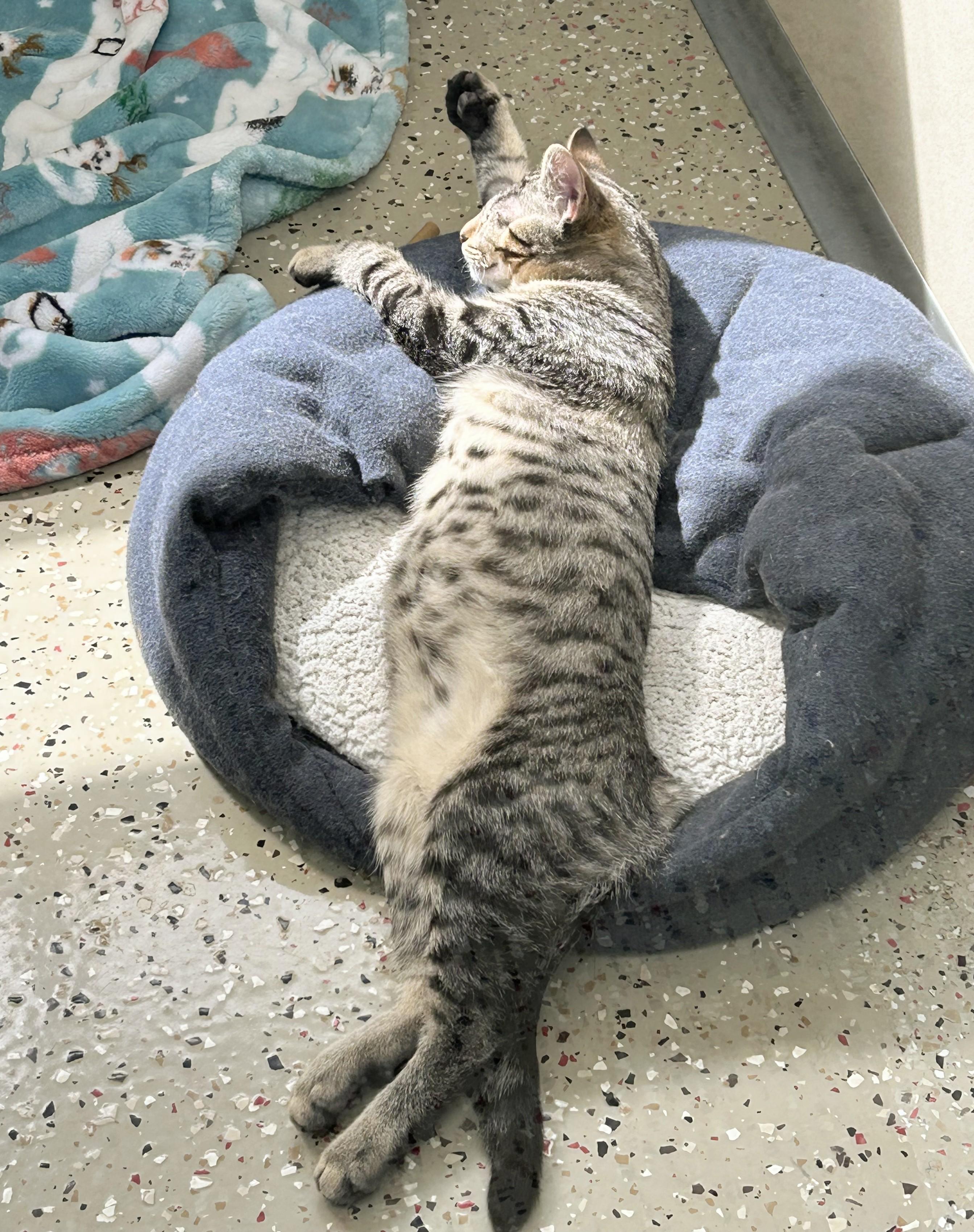 Enlarge Bullseye, an adopted Domestic Short Hair in Macomb Twp, MI image 4/6