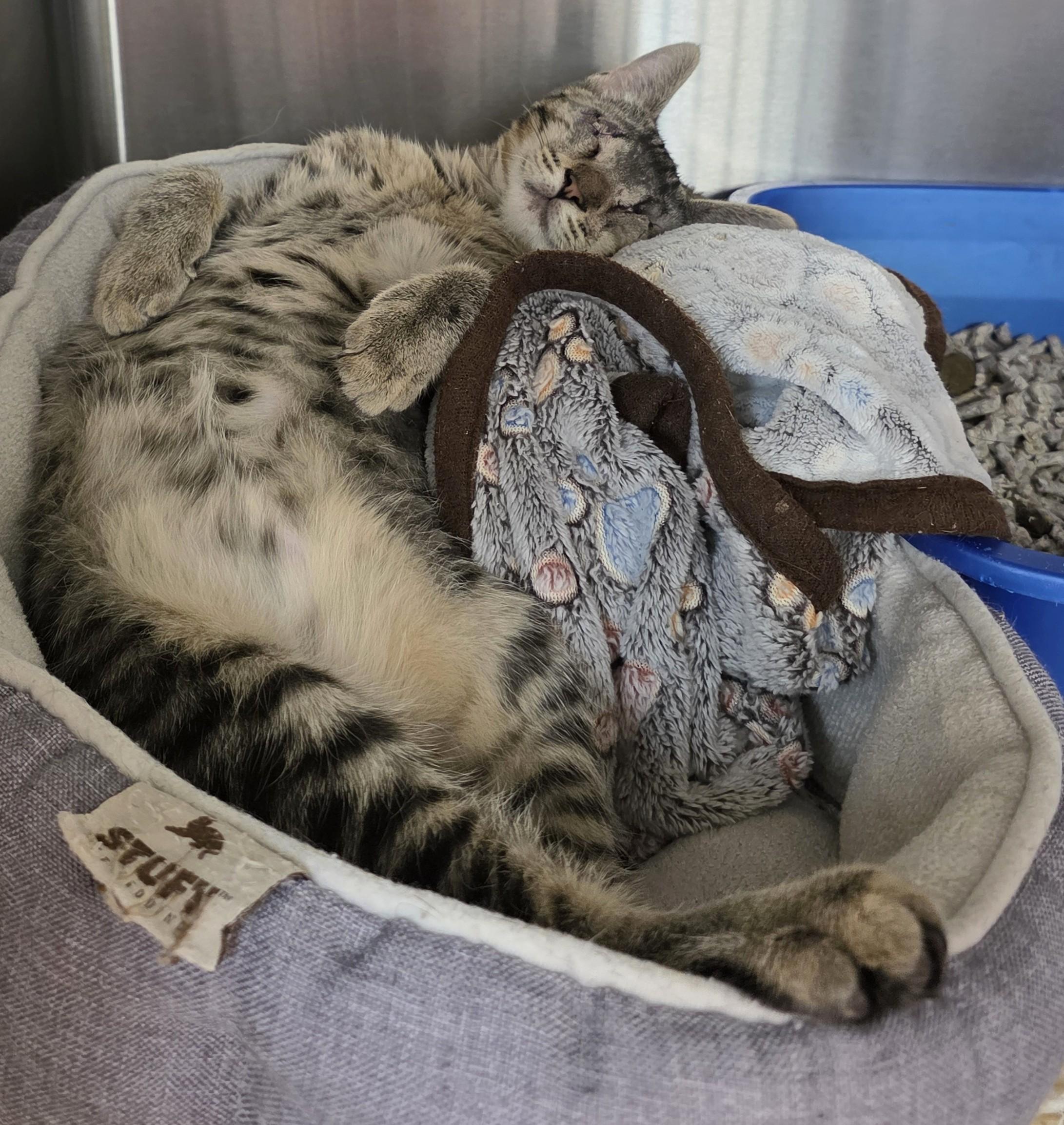 Enlarge Bullseye, an adopted Domestic Short Hair in Macomb Twp, MI image 5/6