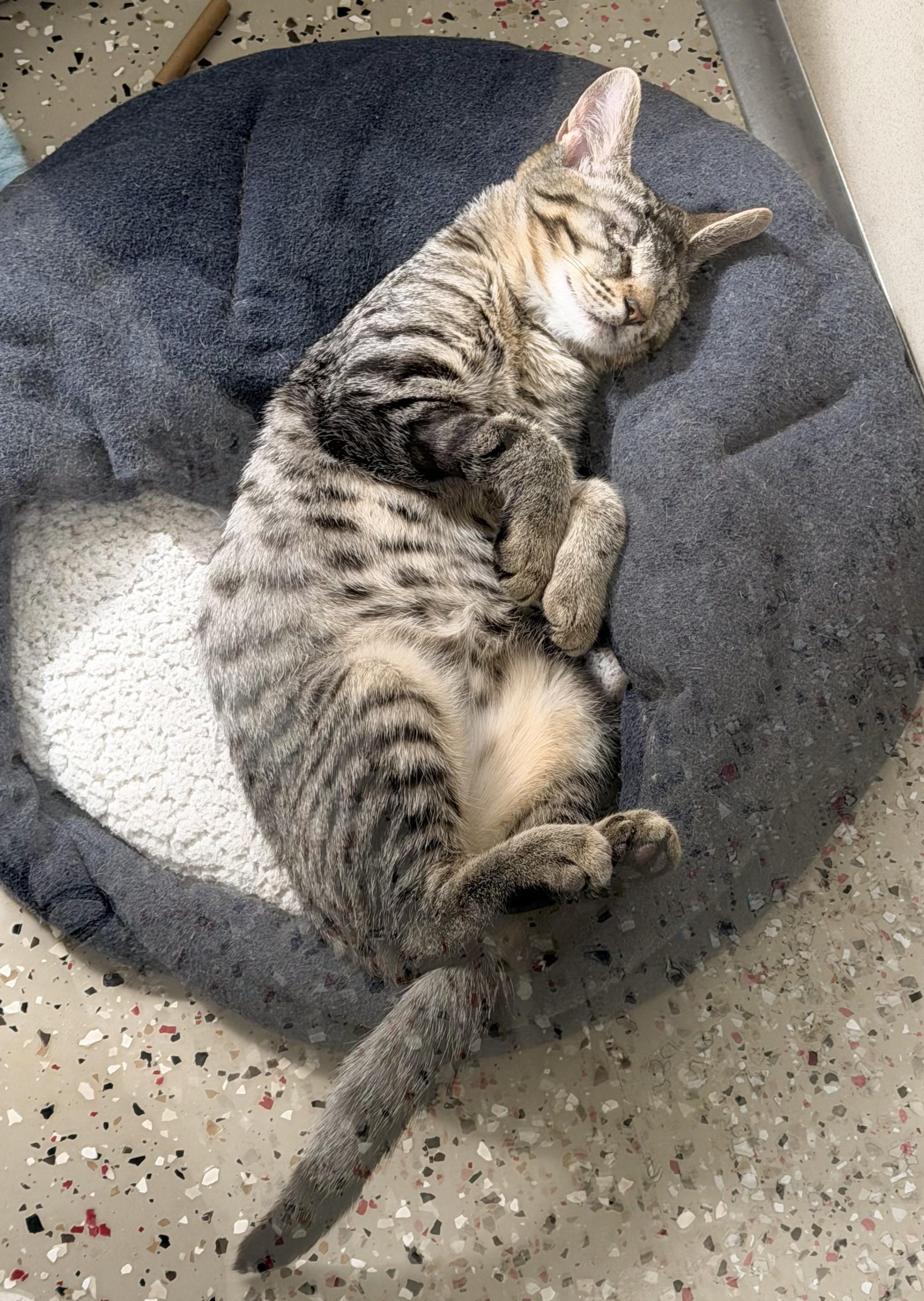 Enlarge Bullseye, an adopted Domestic Short Hair in Macomb Twp, MI image 2/6