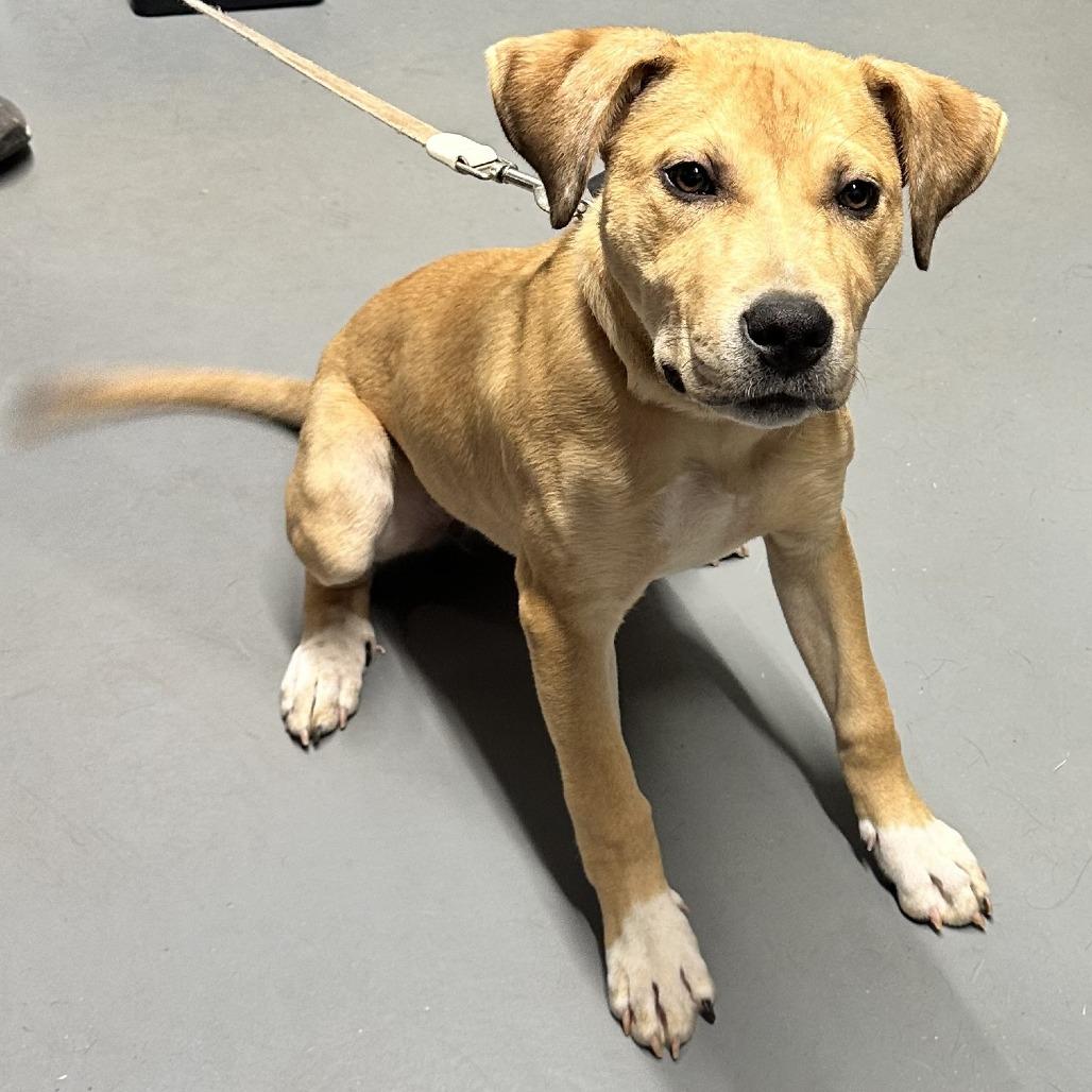 SD Lucy Potter, Adoptable, Young Female Pit Bull Terrier & Mixed Breed.