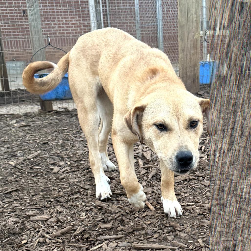 Enlarge SD Lucy Potter, a Adoptable mixed breed in Peachtree City, GA image 2/6