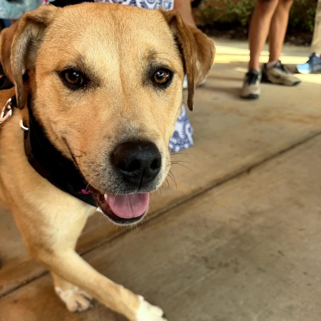 Enlarge SD Lucy Potter, a Adoptable mixed breed in Peachtree City, GA image 3/6