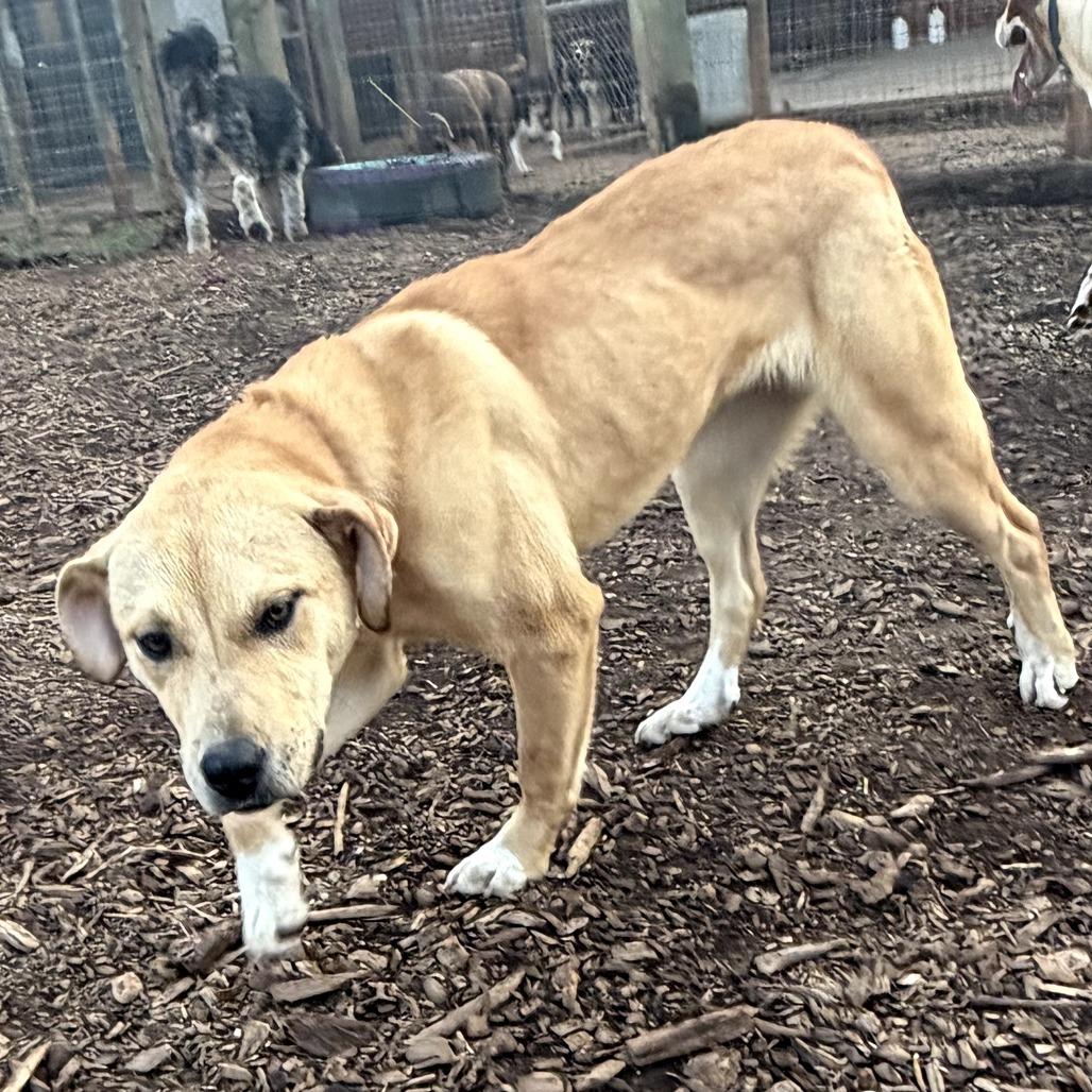 Enlarge SD Lucy Potter, a Adoptable mixed breed in Peachtree City, GA image 4/6