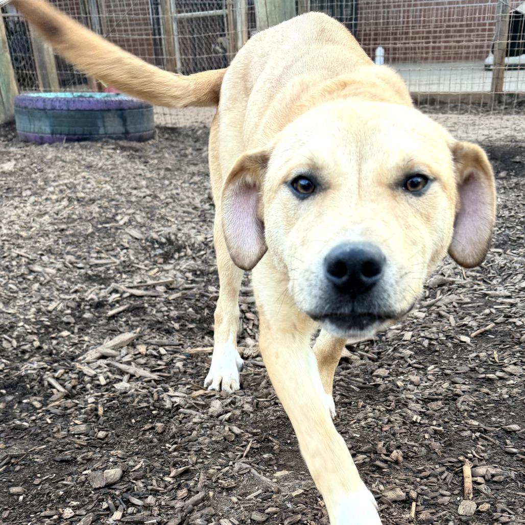 Enlarge SD Lucy Potter, a Adoptable mixed breed in Peachtree City, GA image 5/6
