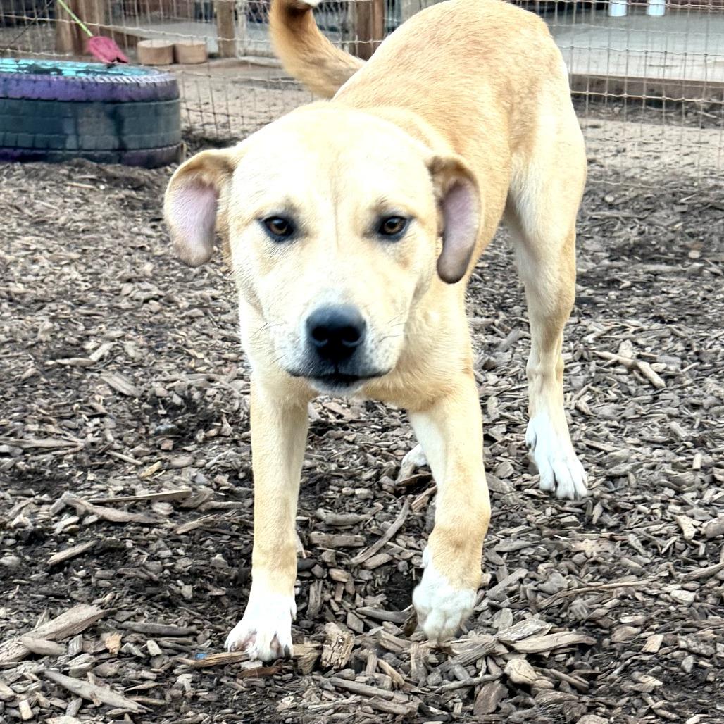 Enlarge SD Lucy Potter, a Adoptable mixed breed in Peachtree City, GA image 6/6