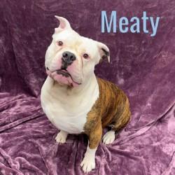 Meaty, ADOPTABLE, Adult Male American Bully.