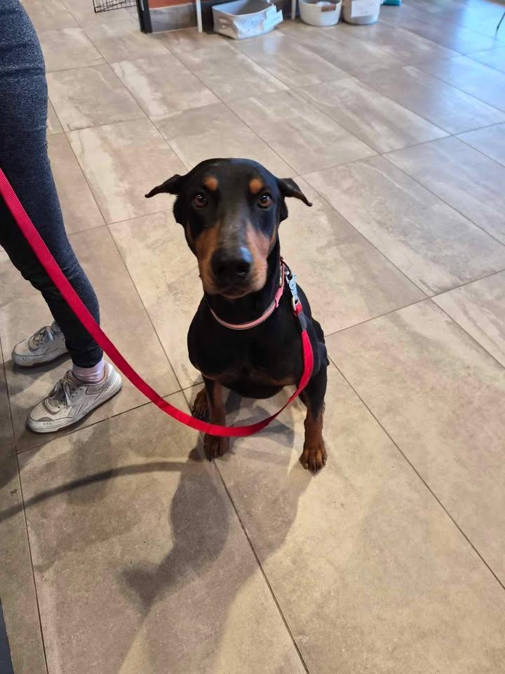 Bruno, Adopted, Young Male Doberman Pinscher.