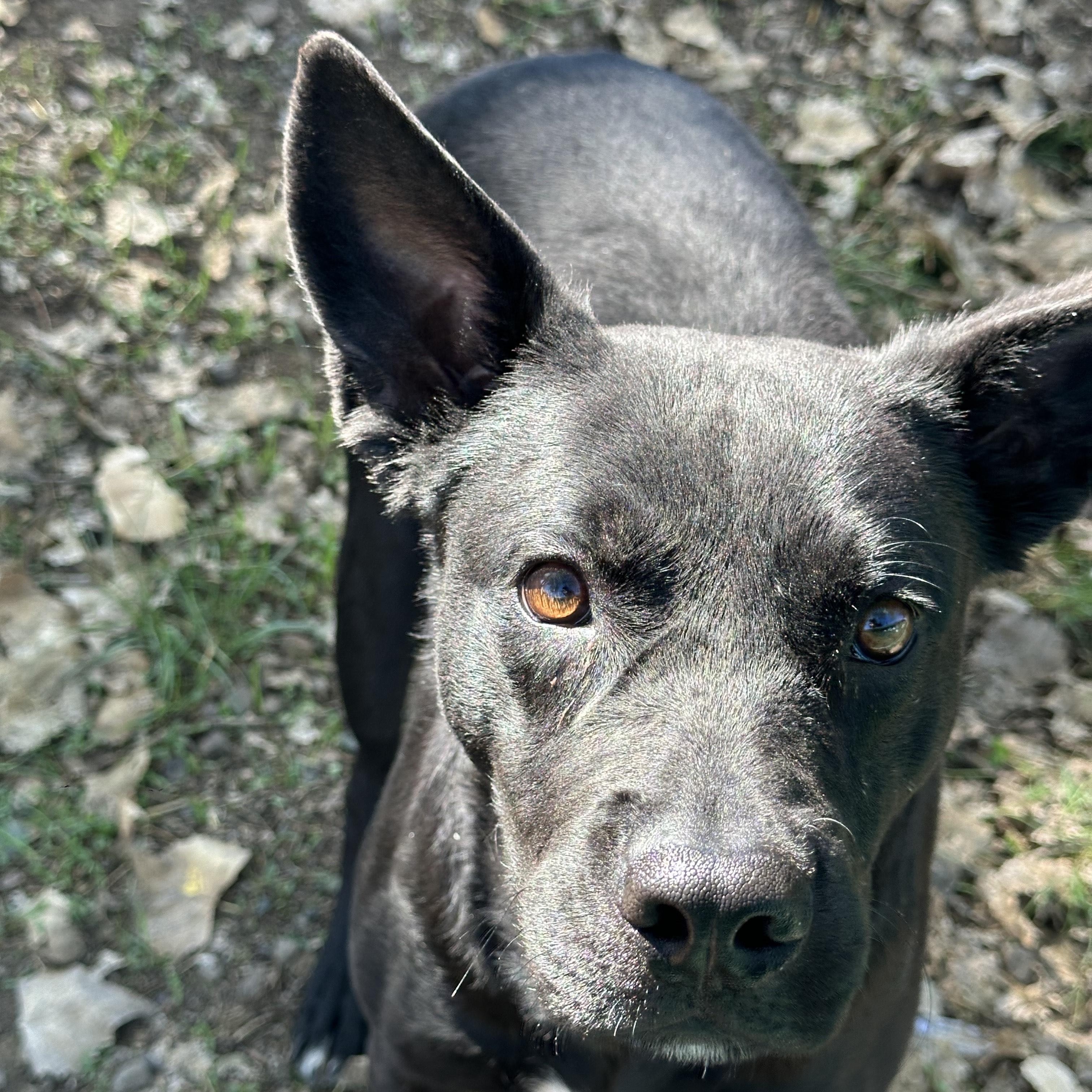 DIXIE, Adoptable, Adult Female Mixed Breed.