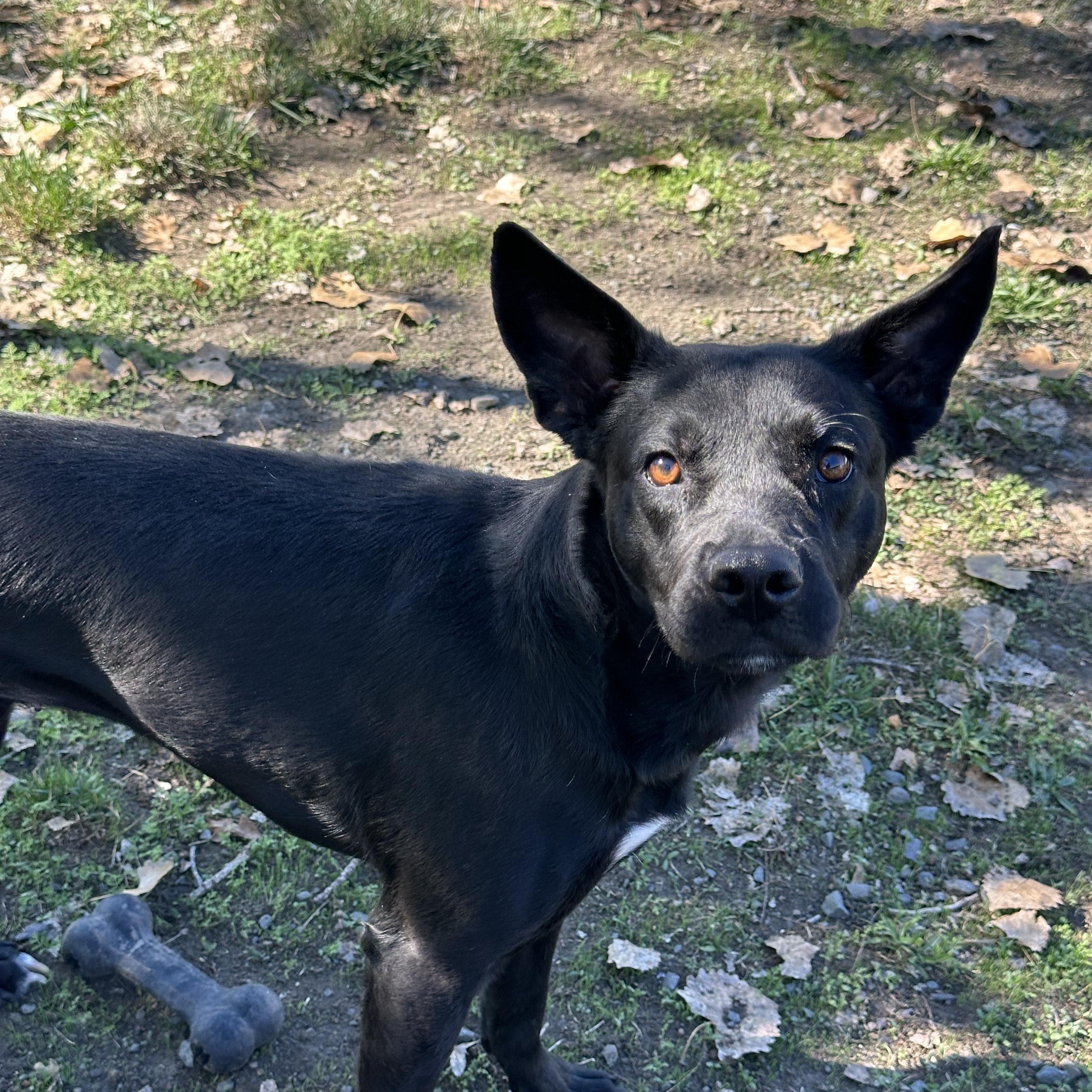 DIXIE, a Adoptable mixed breed in Ukiah, CA image 2/4