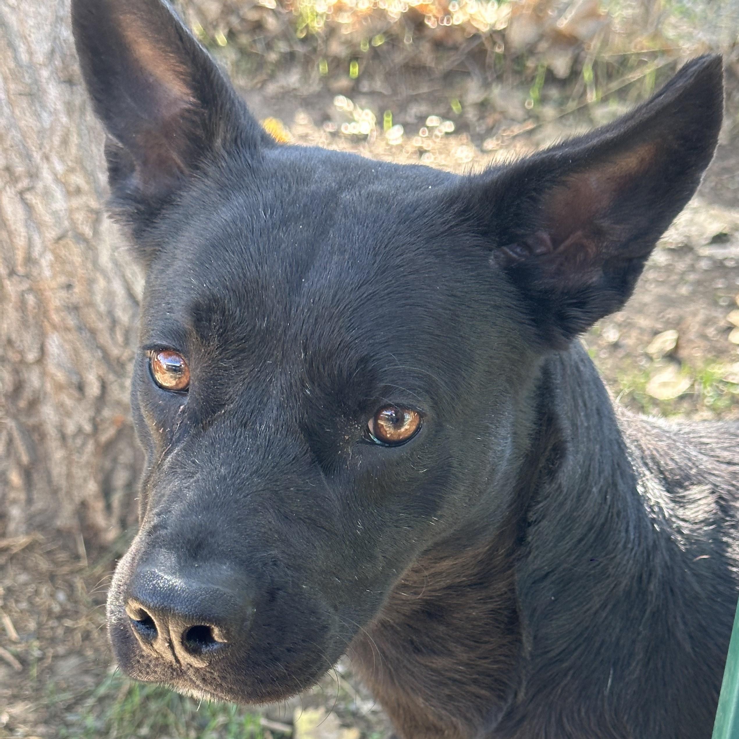 DIXIE, a Adoptable mixed breed in Ukiah, CA image 3/4