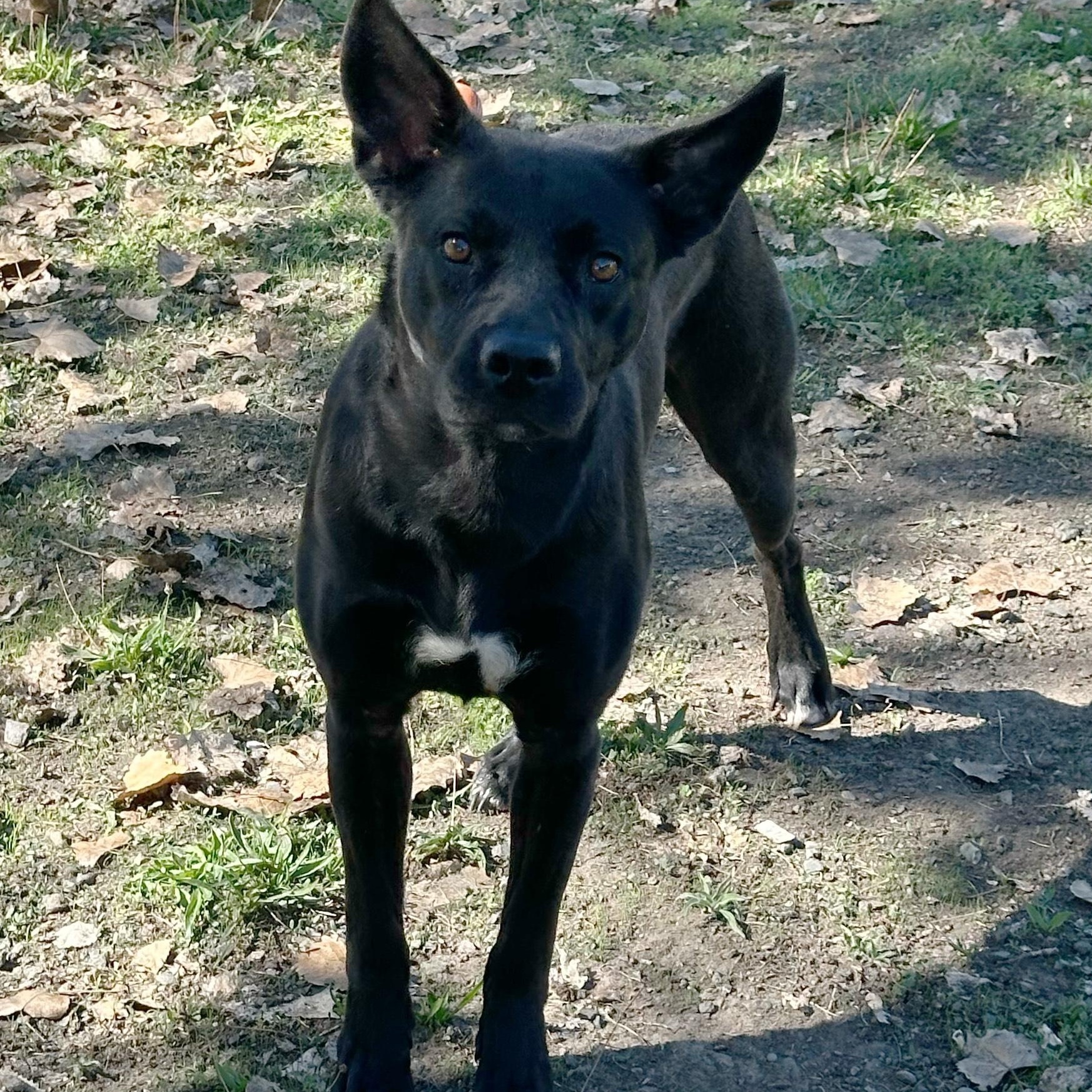 DIXIE, a Adoptable mixed breed in Ukiah, CA image 4/4