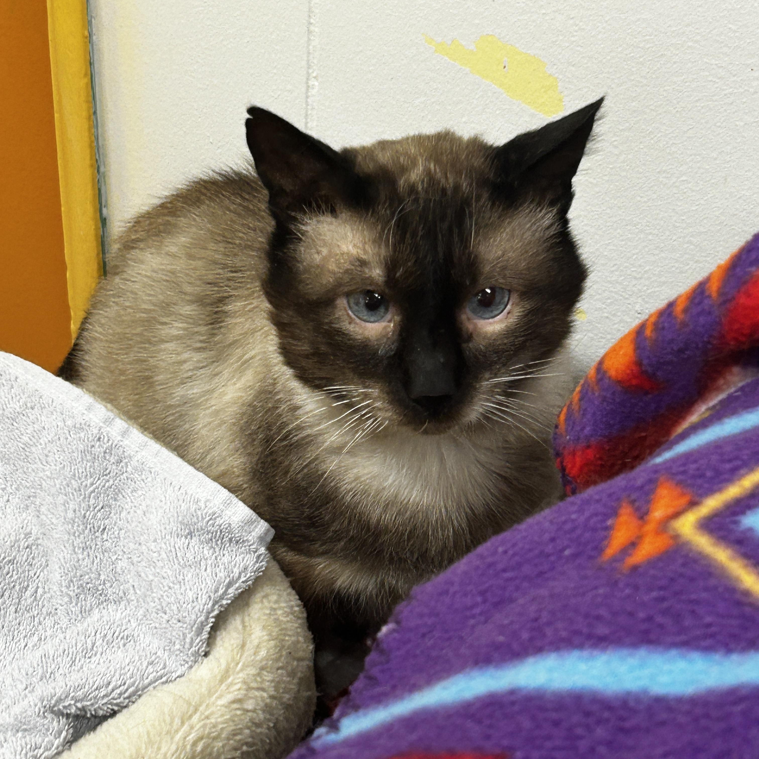 Juicy Fruit, adopted, Adult Male Siamese.