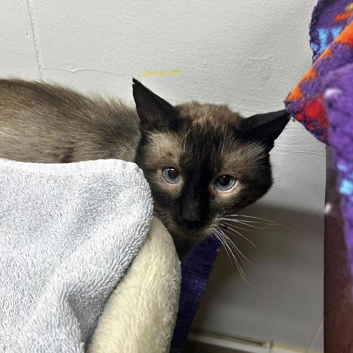Enlarge Juicy Fruit, an adopted Siamese in Maple Ridge, BC image 2/3