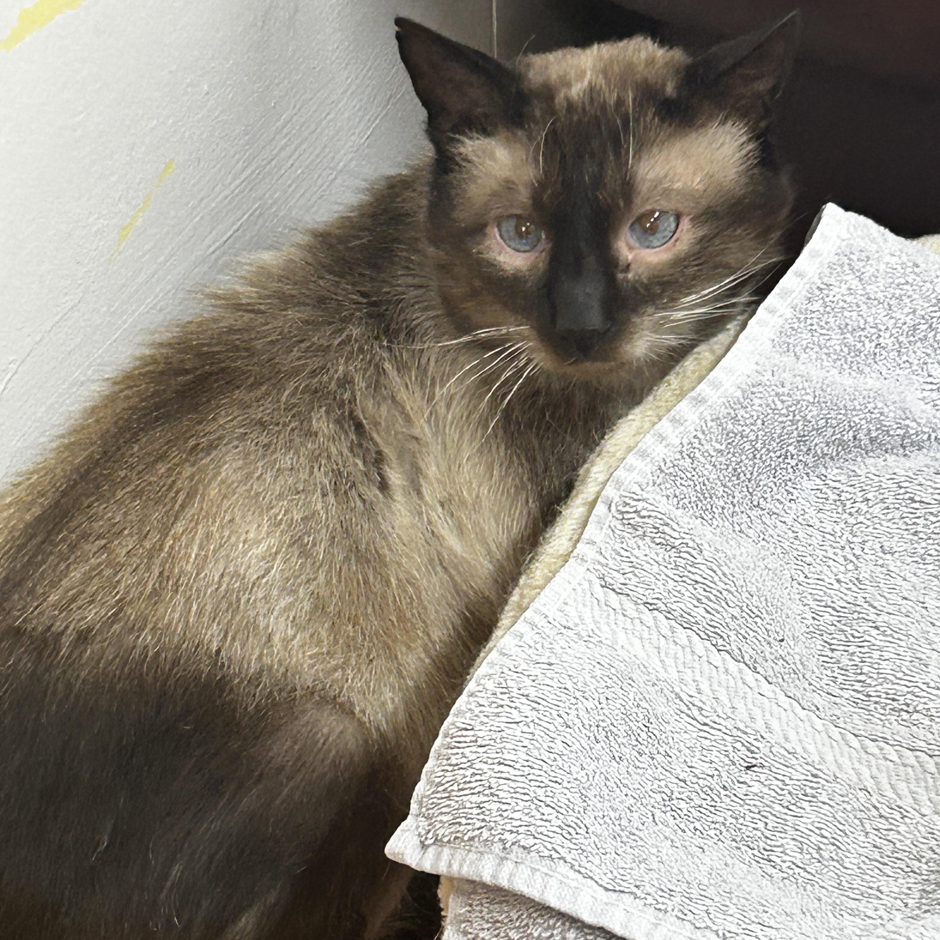 Enlarge Juicy Fruit, an adopted Siamese in Maple Ridge, BC image 3/3