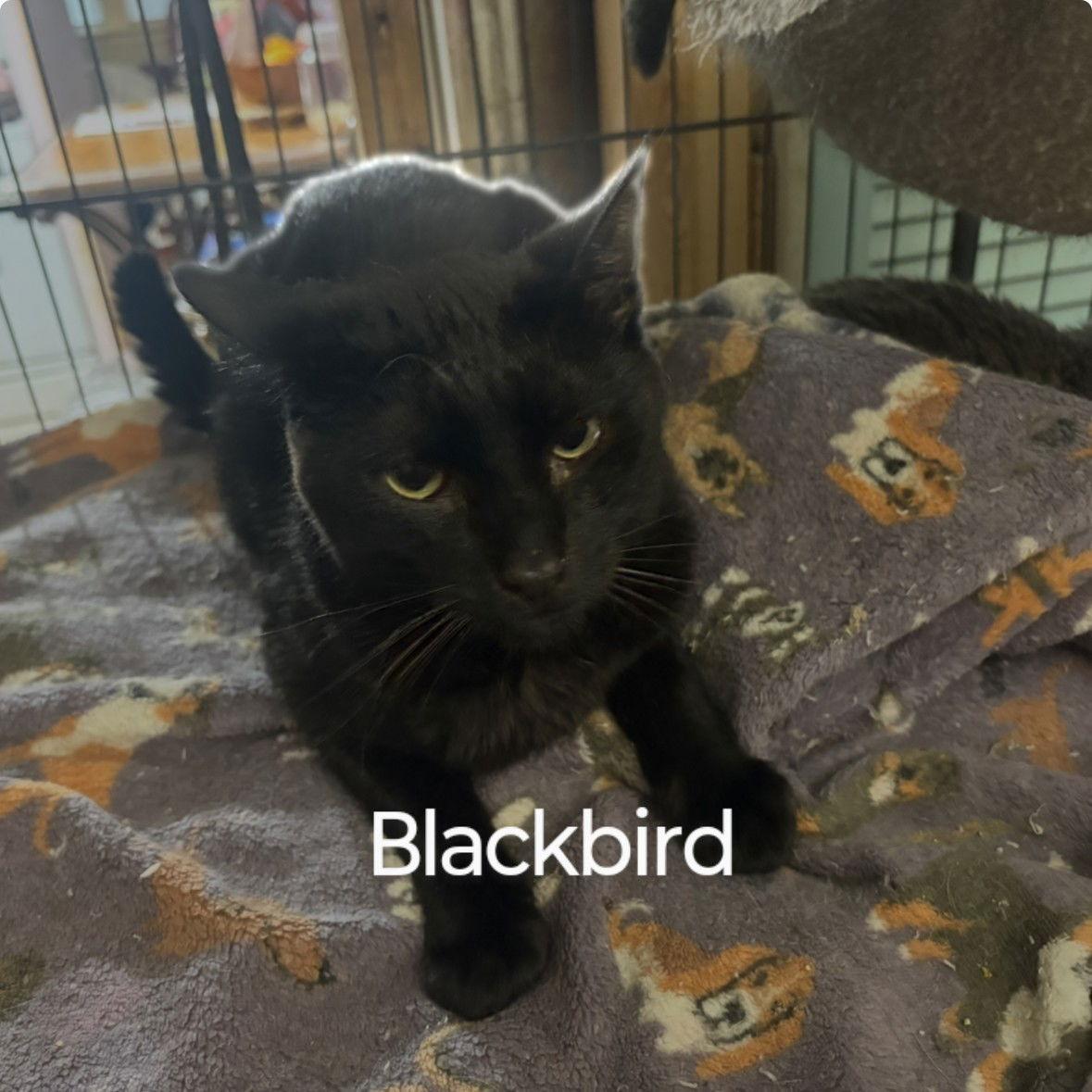 Blackbird, Adoptable, Adult Male Domestic Short Hair.