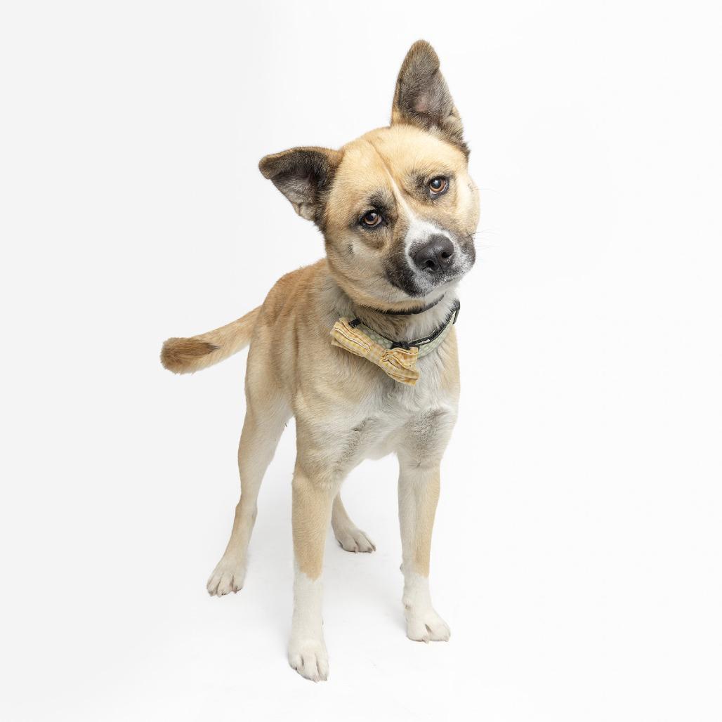 Kimchi, Adoptable, Young Female Mixed Breed.