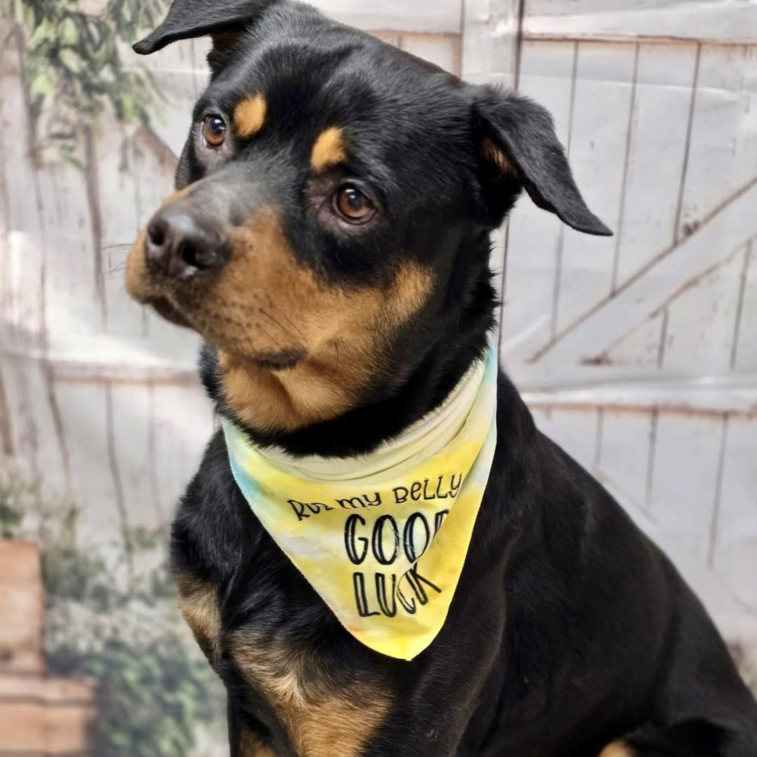 Enlarge Rex, a ADOPTABLE Rottweiler in Effingham, IL image 6/6