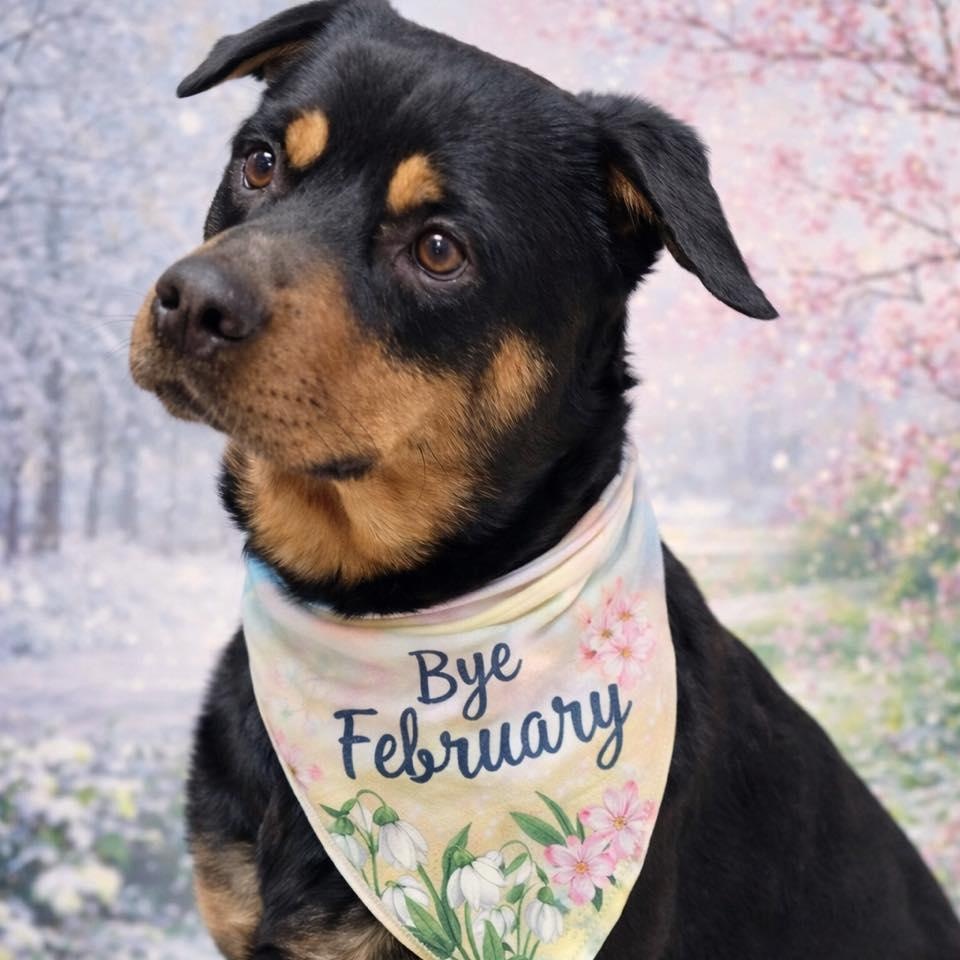 Enlarge Rex, a ADOPTABLE Rottweiler in Effingham, IL image 2/6