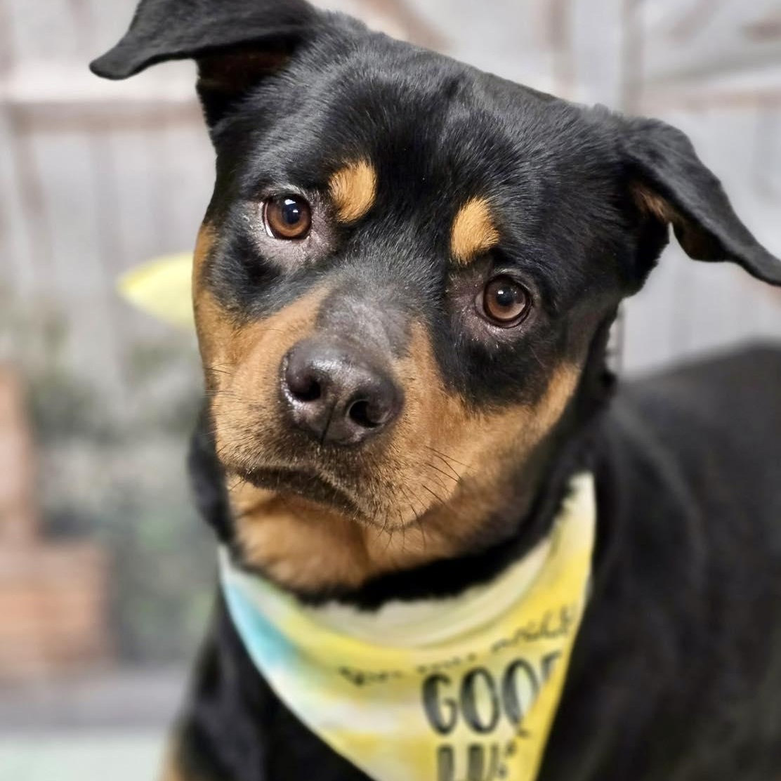 Enlarge Rex, a ADOPTABLE Rottweiler in Effingham, IL image 5/6