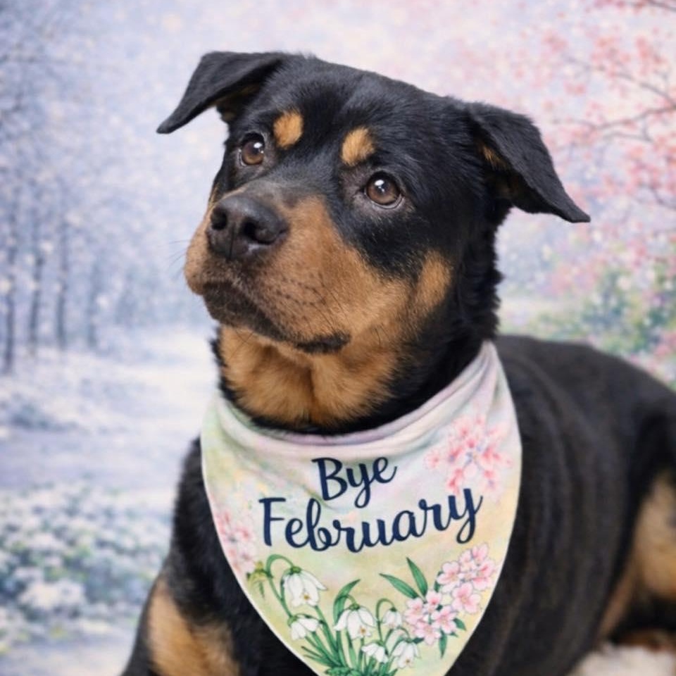 Enlarge Rex, a ADOPTABLE Rottweiler in Effingham, IL image 3/6