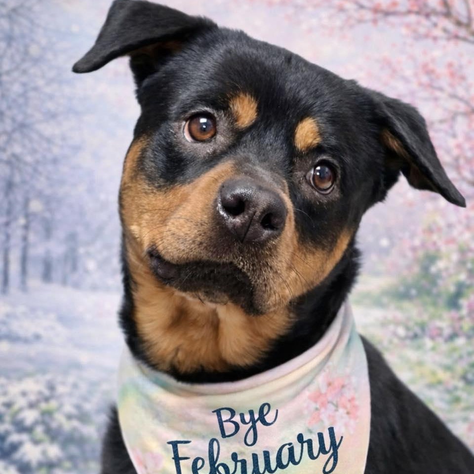 Rex, ADOPTABLE, Adult Male Rottweiler.