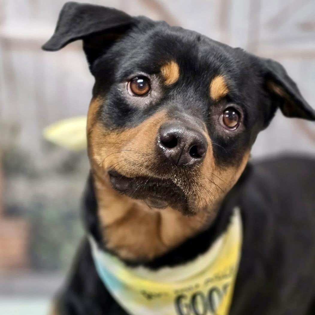 Enlarge Rex, a ADOPTABLE Rottweiler in Effingham, IL image 4/6