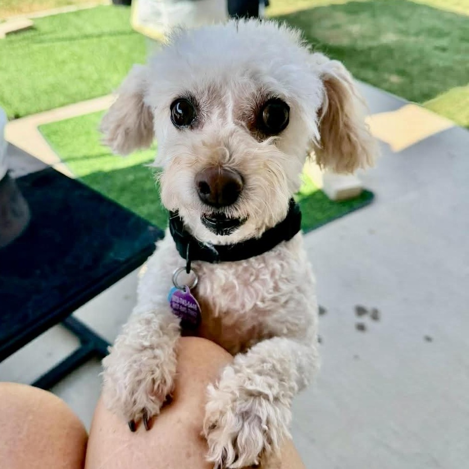 Classy Miller, adoptable, Adult Female Miniature Poodle.