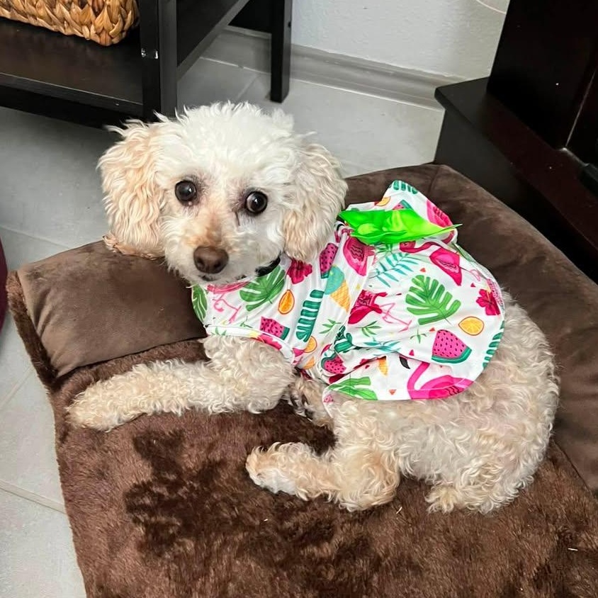Classy Miller, an adoptable Miniature Poodle in Plano, TX image 4/6