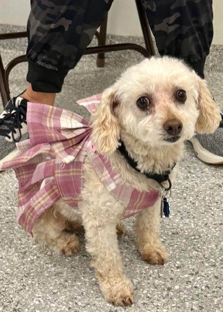 Classy Miller, Adoptable, Adult Female Miniature Poodle.