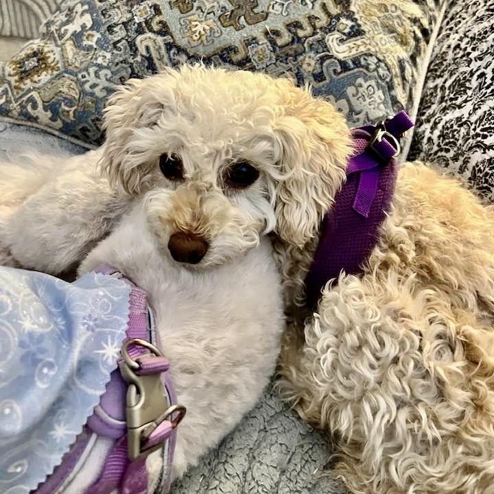 Enlarge Classy Miller, a Adoptable Miniature Poodle in Plano, TX image 5/5