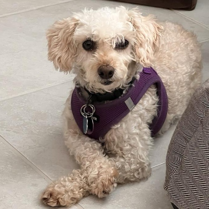 Enlarge Classy Miller, a Adoptable Miniature Poodle in Plano, TX image 1/3