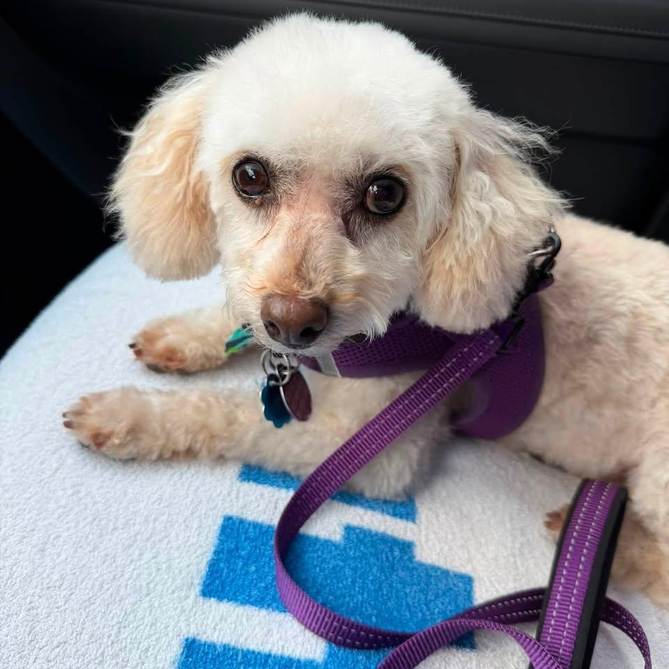 Classy Miller, an adoptable Miniature Poodle in Plano, TX image 2/6