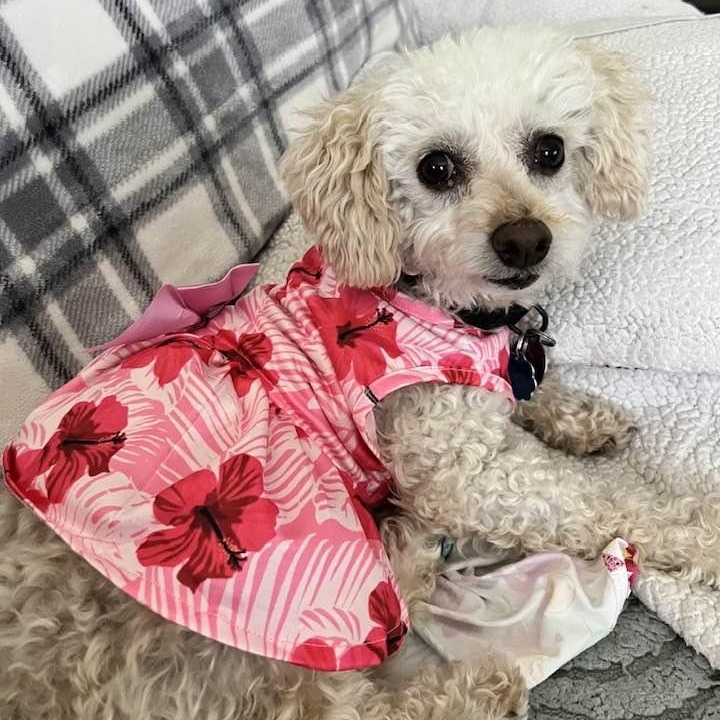 Classy Miller, Adoptable, Adult Female Miniature Poodle.
