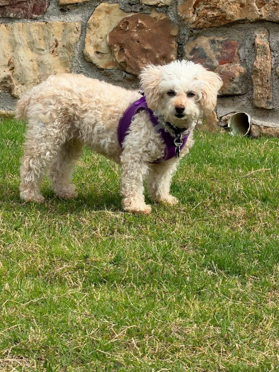 Classy Miller, an adoptable Miniature Poodle in Plano, TX image 6/6