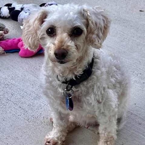 Enlarge Classy Miller, a Adoptable Miniature Poodle in Plano, TX image 2/3