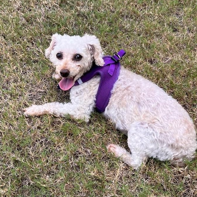 Enlarge Classy Miller, a Adoptable Miniature Poodle in Plano, TX image 3/3