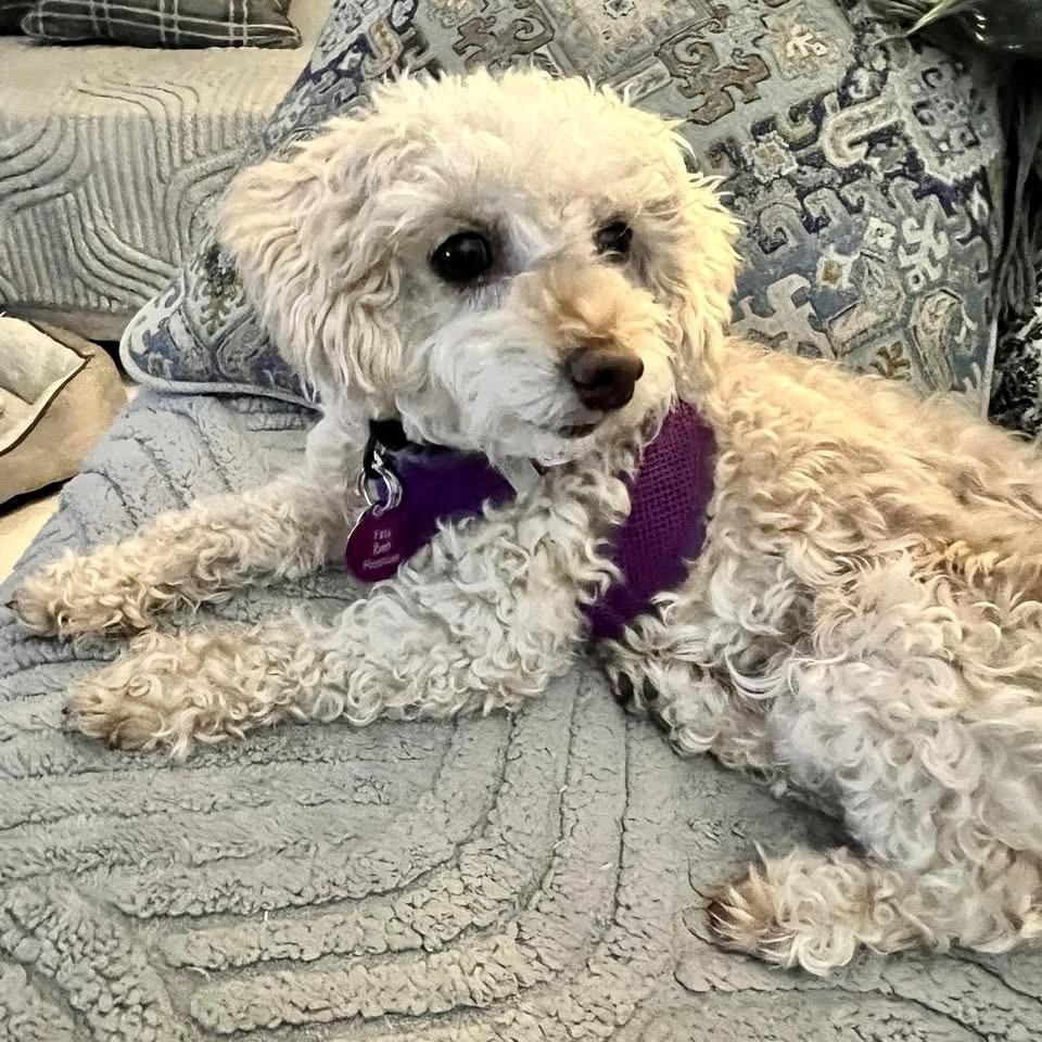 Enlarge Classy Miller, a Adoptable Miniature Poodle in Plano, TX image 2/5