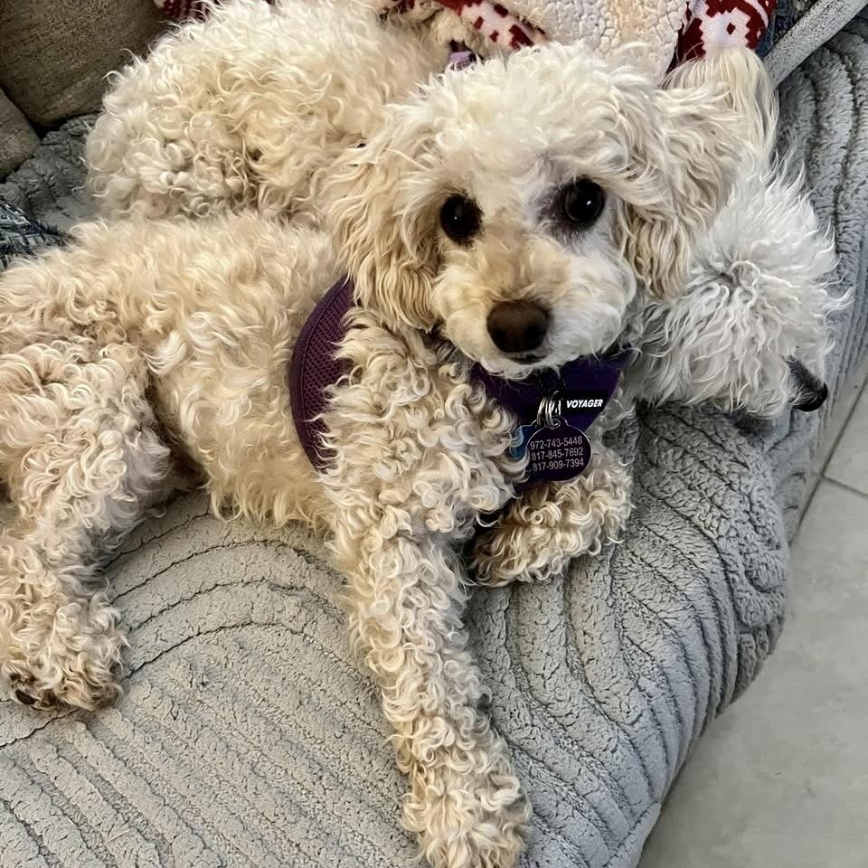 Classy Miller, Adoptable, Adult Female Miniature Poodle.