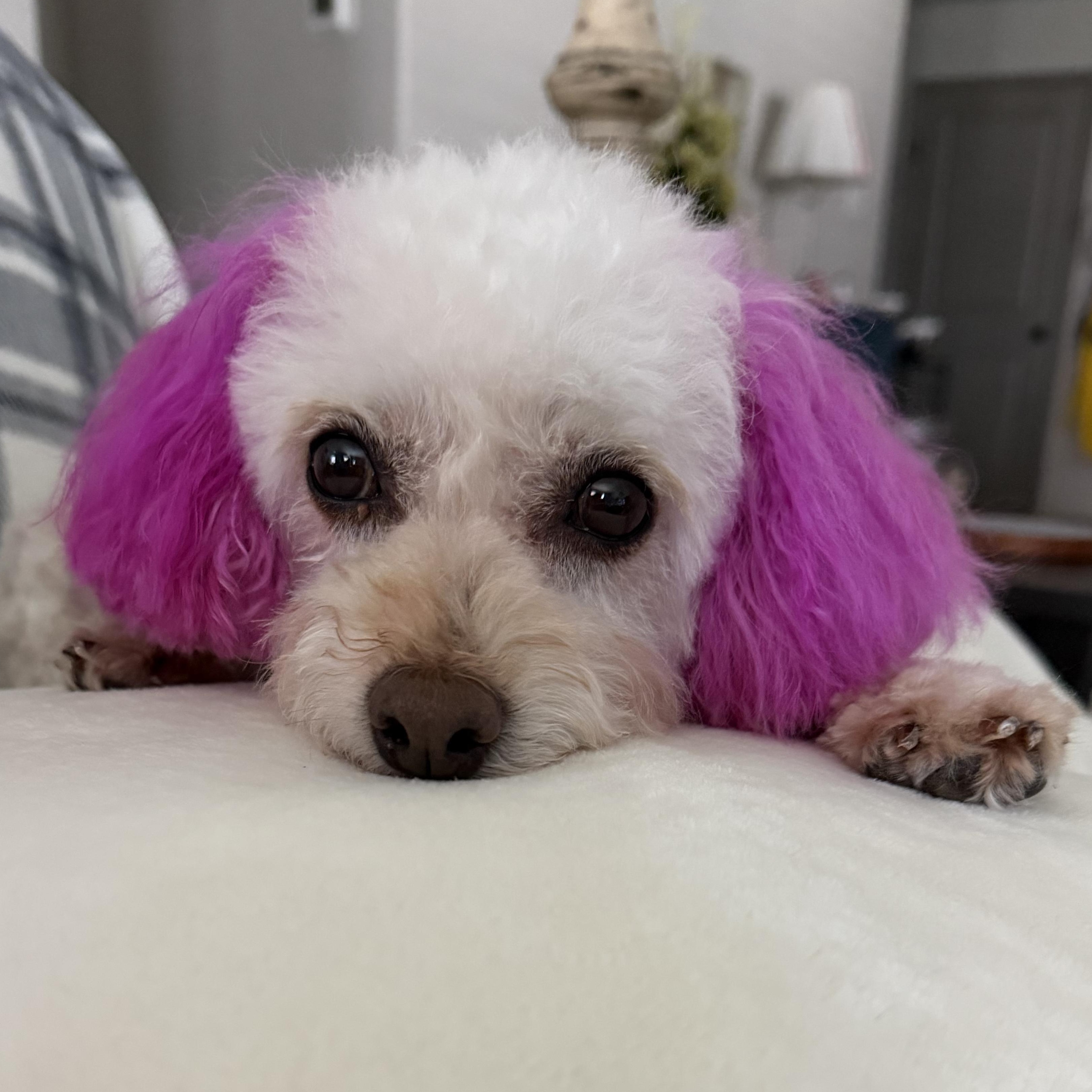 Enlarge Classy Miller, a Adoptable Miniature Poodle in Plano, TX image 6/6