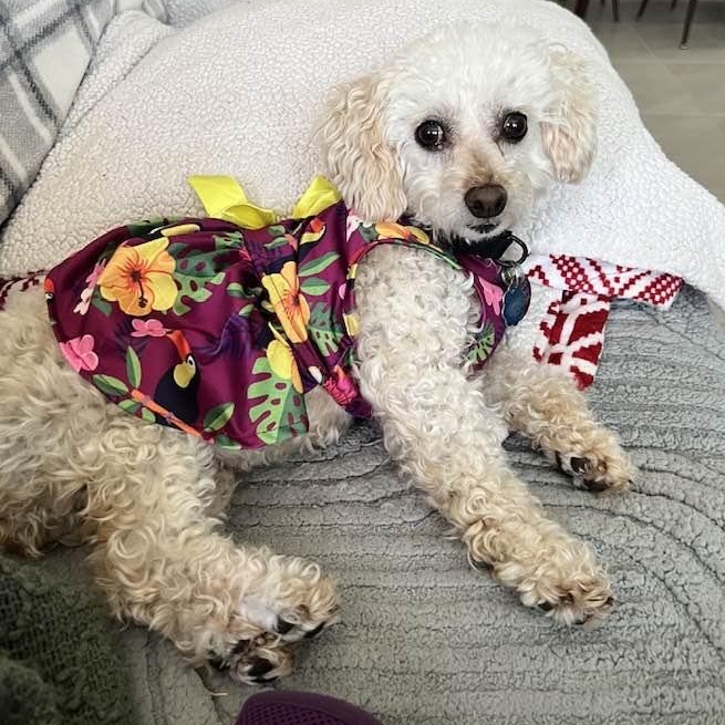 Enlarge Classy Miller, a Adoptable Miniature Poodle in Plano, TX image 2/6