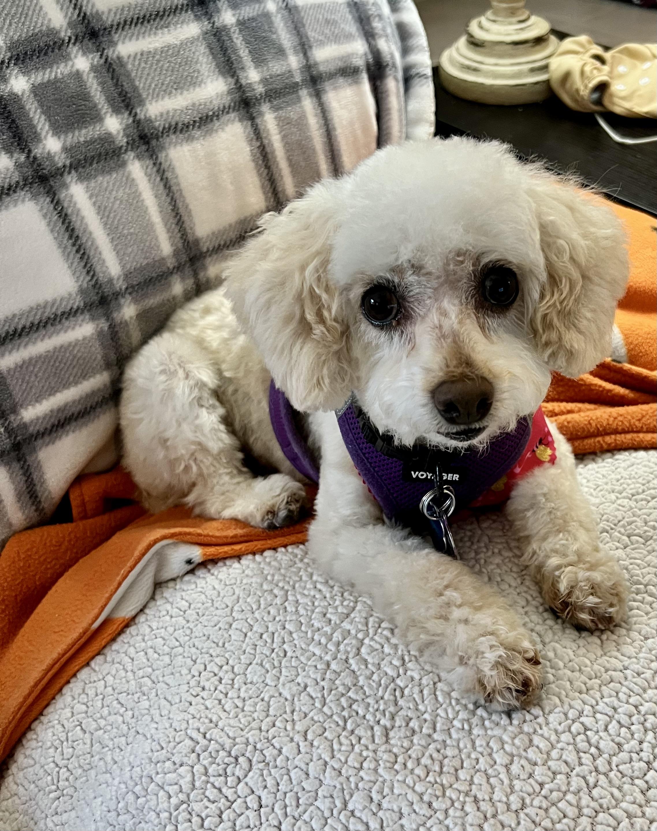 Enlarge Classy Miller, a Adoptable Miniature Poodle in Plano, TX image 2/5