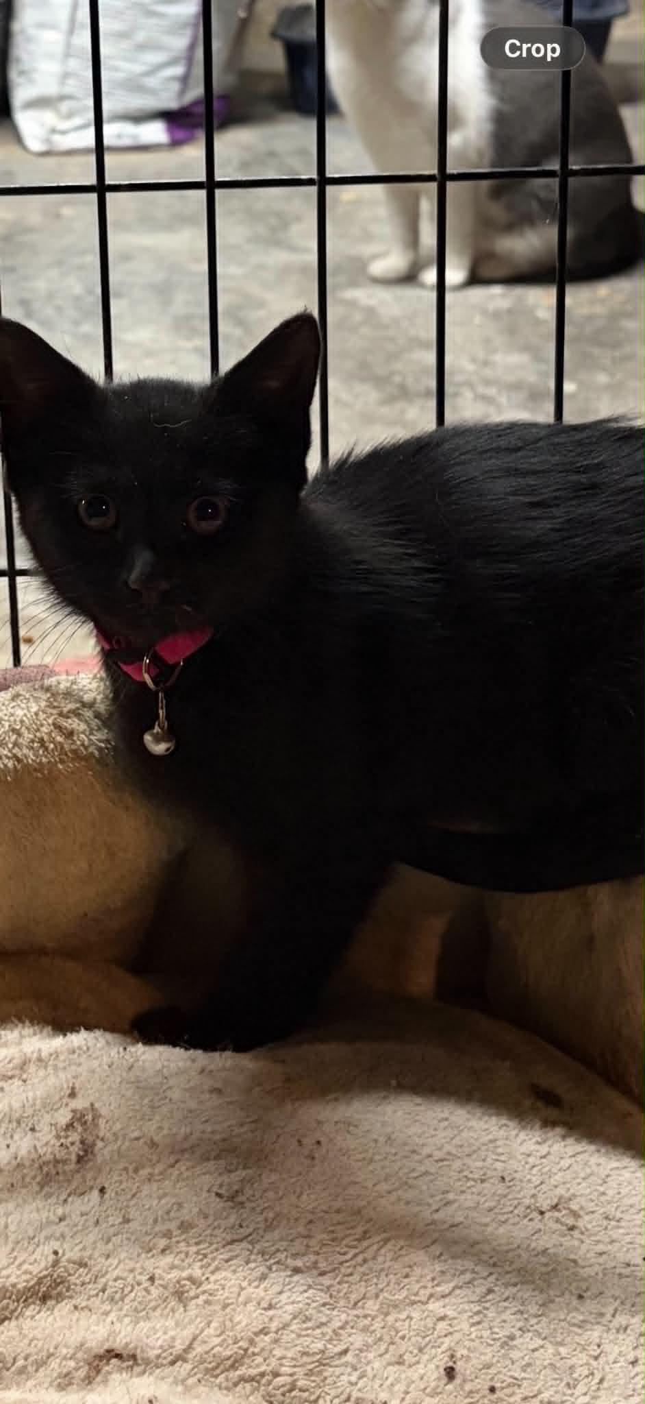 Midnight Bliss, ADOPTABLE, Kitten Female Domestic Short Hair.
