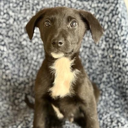 Graham, Adoptable, Puppy Male Shepherd.